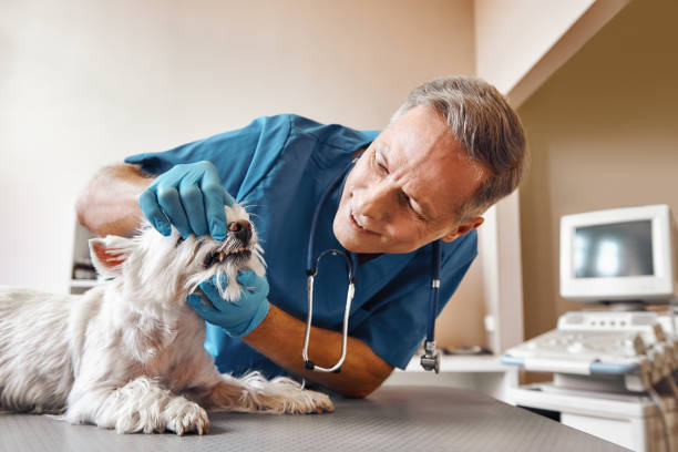 Best Emergency Dental Care for Broken or Chipped Teeth in Ocilla, GA